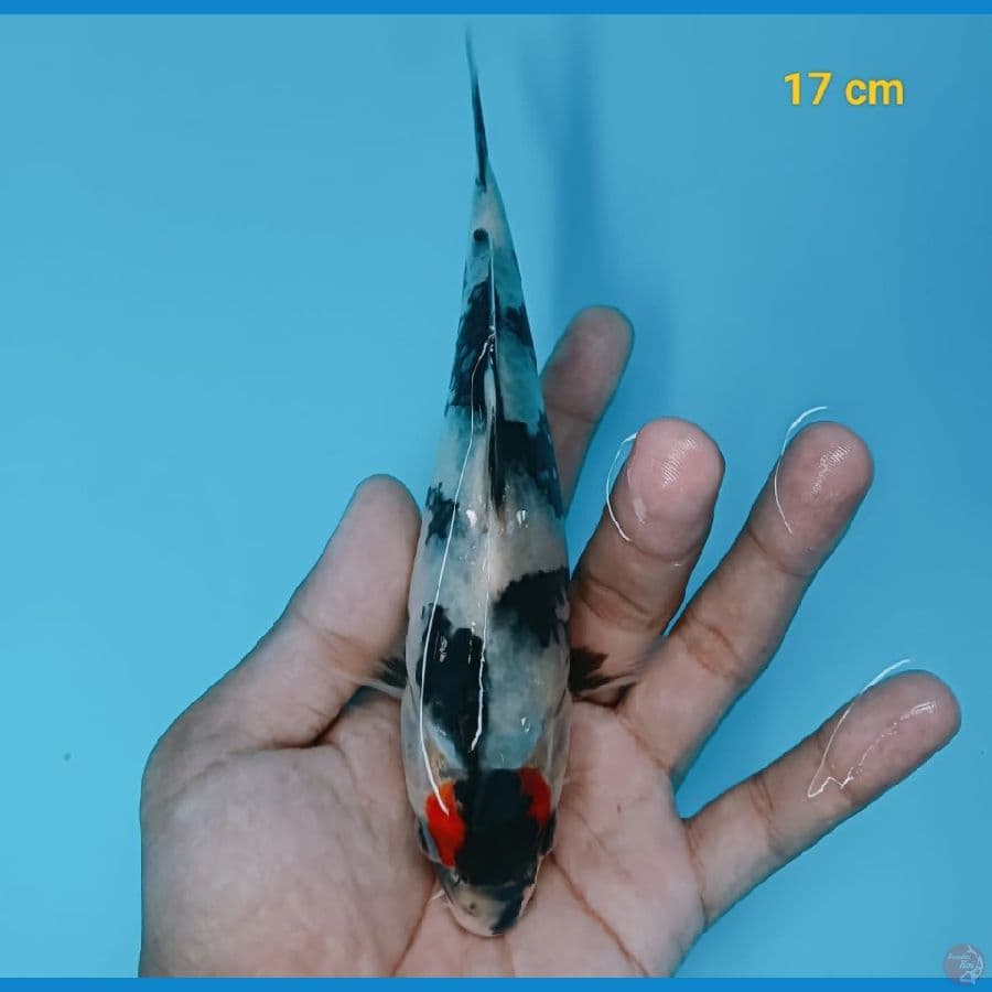 Tancho showa 17 cm