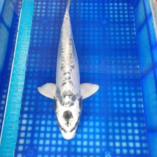 Kikokuryu 45cm