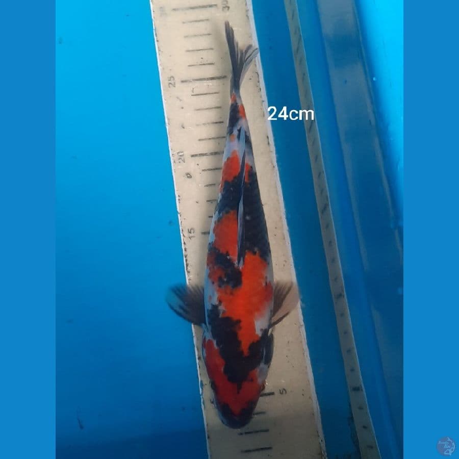 24cm showa