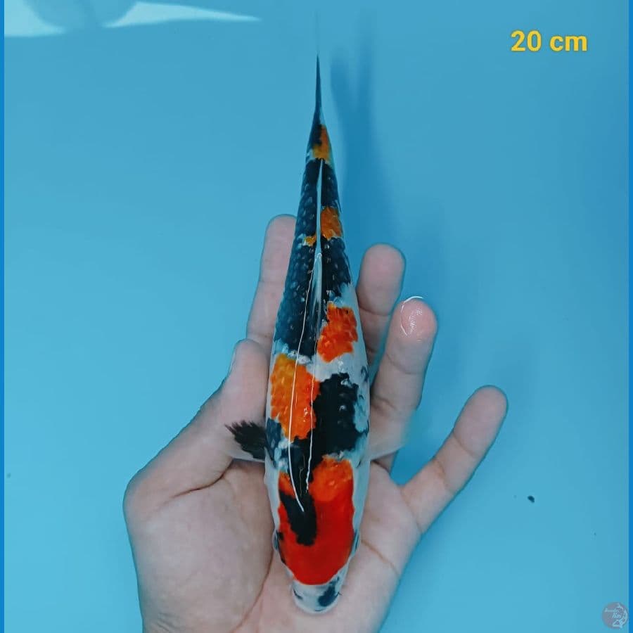 showa ginrin 20 cm