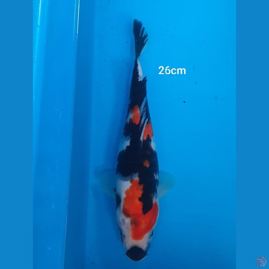26cm showa