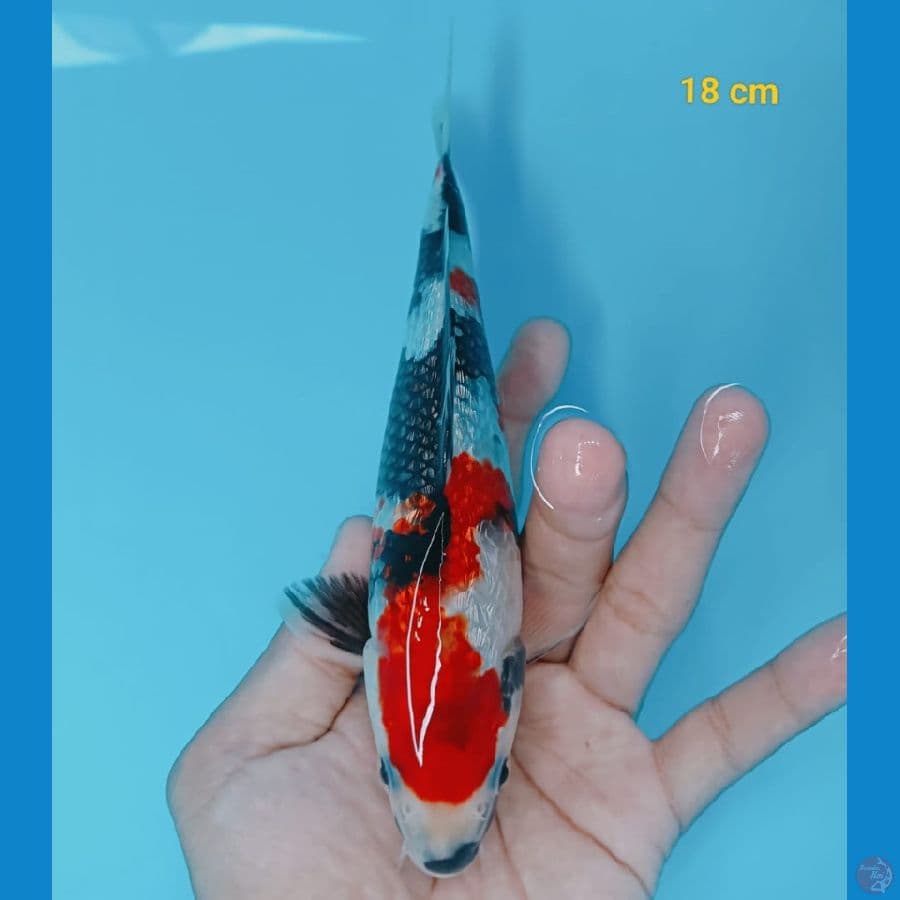 showa ginrin 18 cm