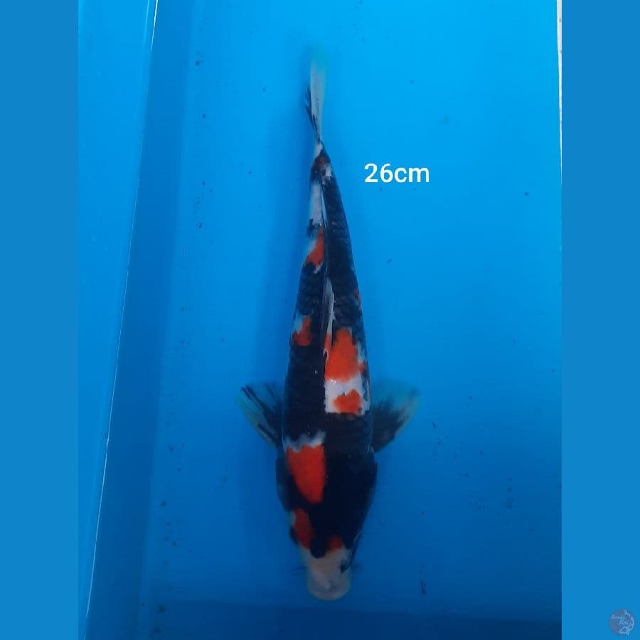 26cm showa