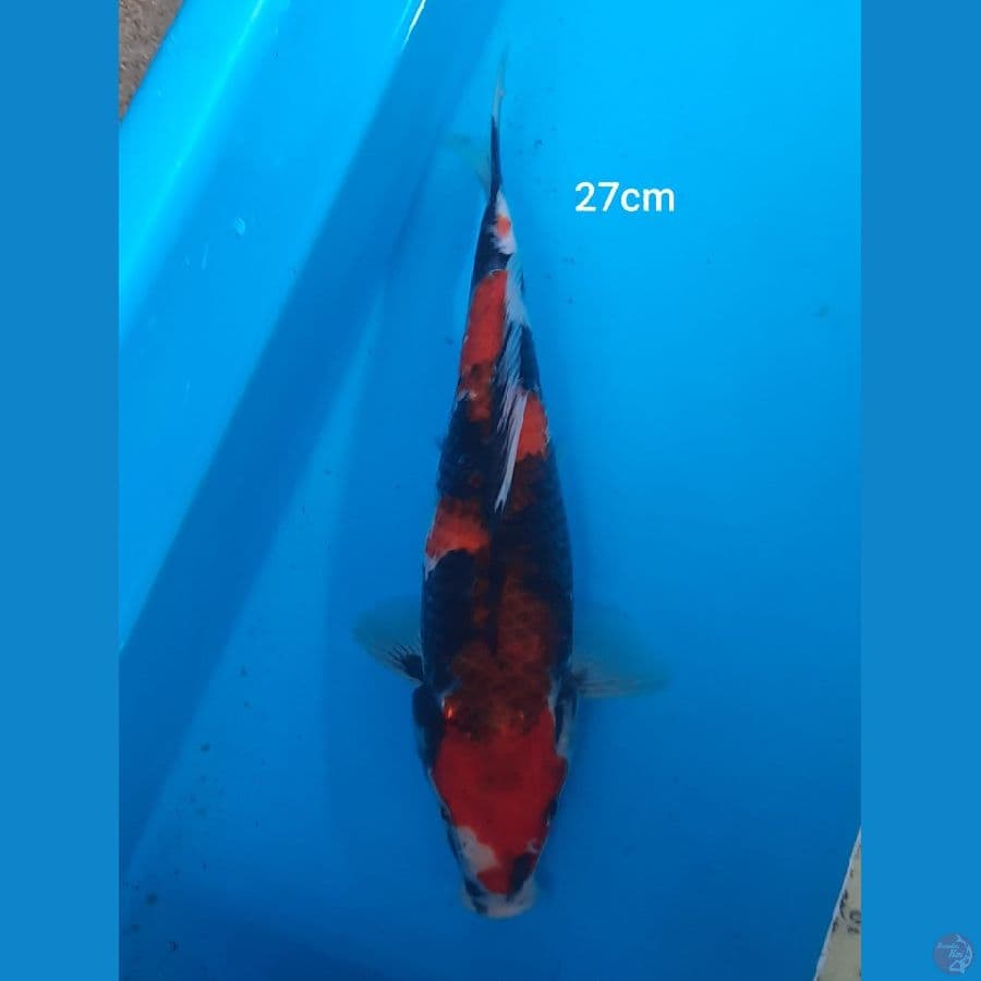 27cm showa