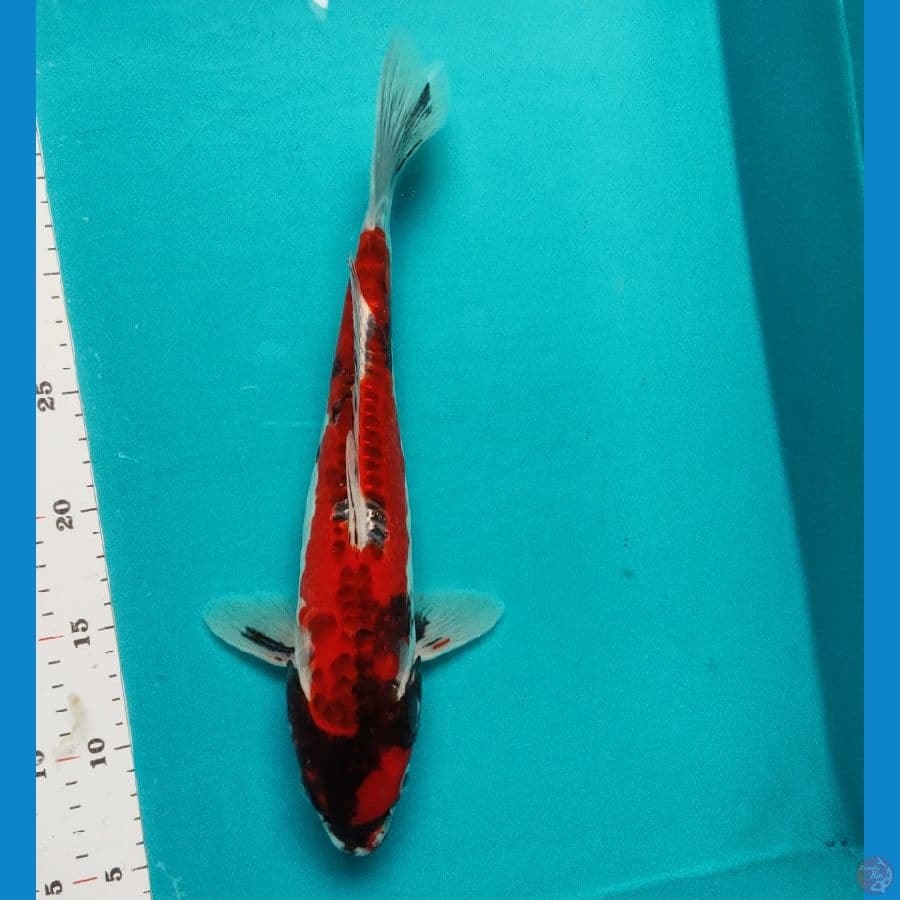 beni kiko 33cm