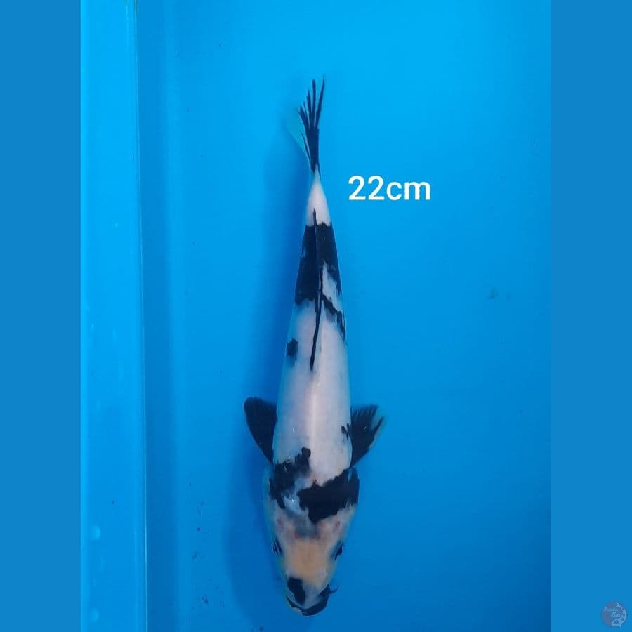 22cm shiro