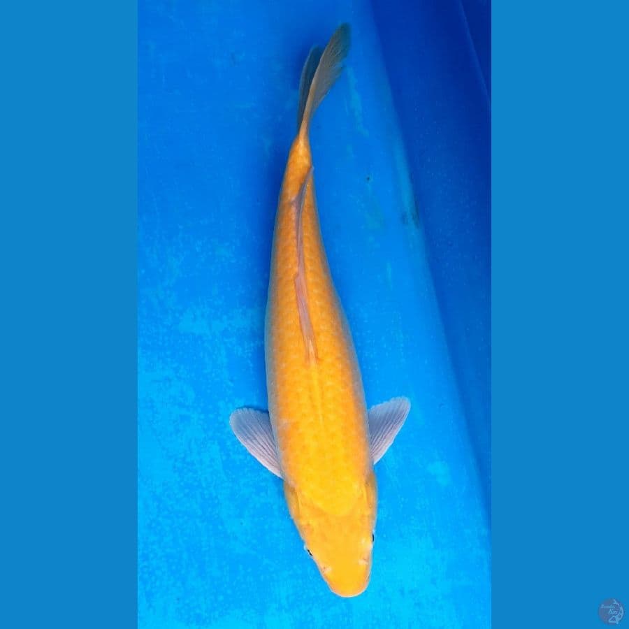 KARASHI 40/Female