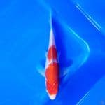 Kohaku 16cm
