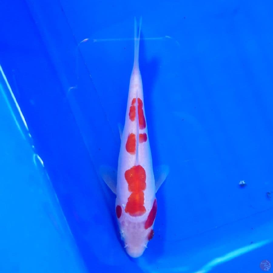Doitsu Kohaku 12cm