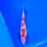 Doitsu Kohaku 12cm