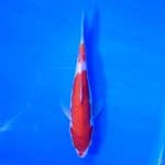 Doitsu Kohaku 18cm