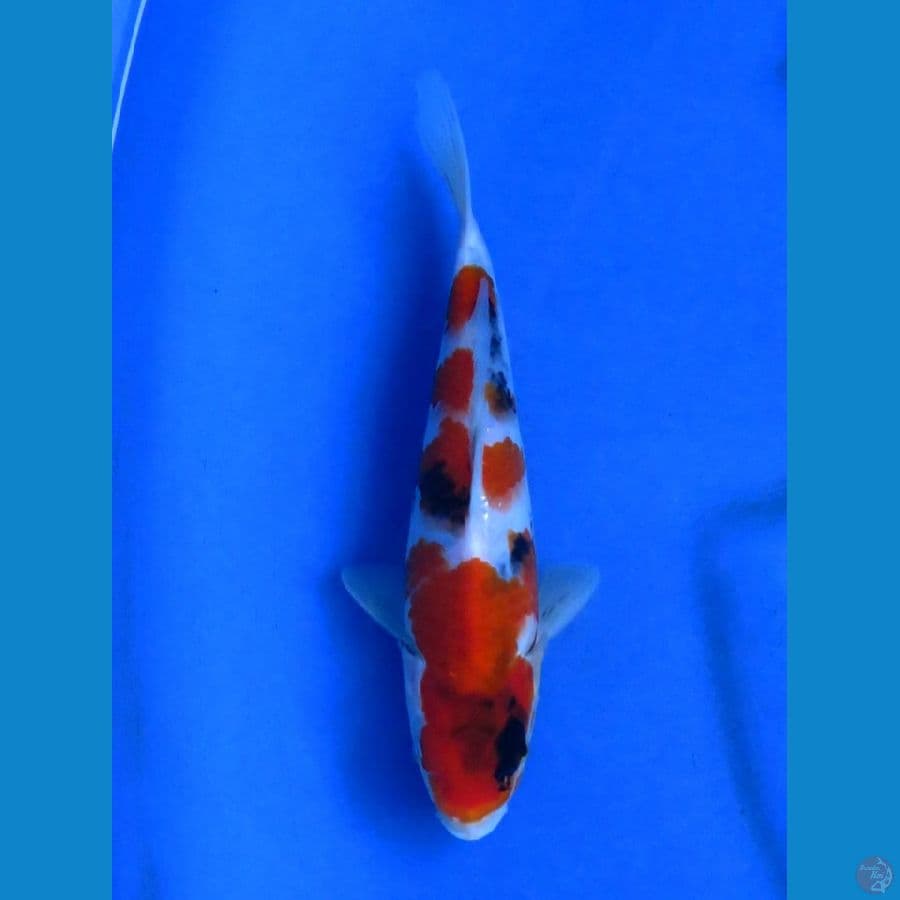 20cm , Showa SQ ,