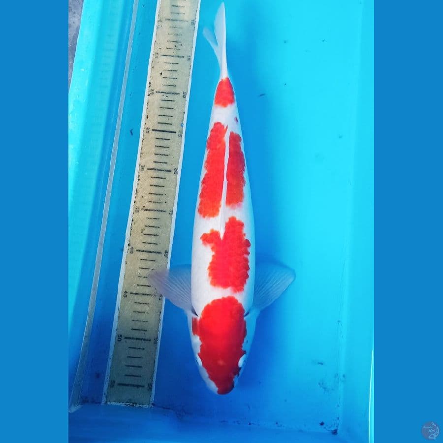 Kohaku yondan orie size 50bu male