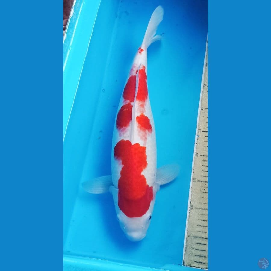 Female kohaku 50bu