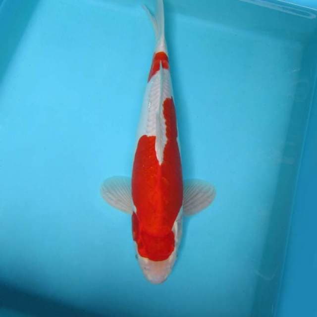 ASKABAN 4 - KOHAKU DOITSU