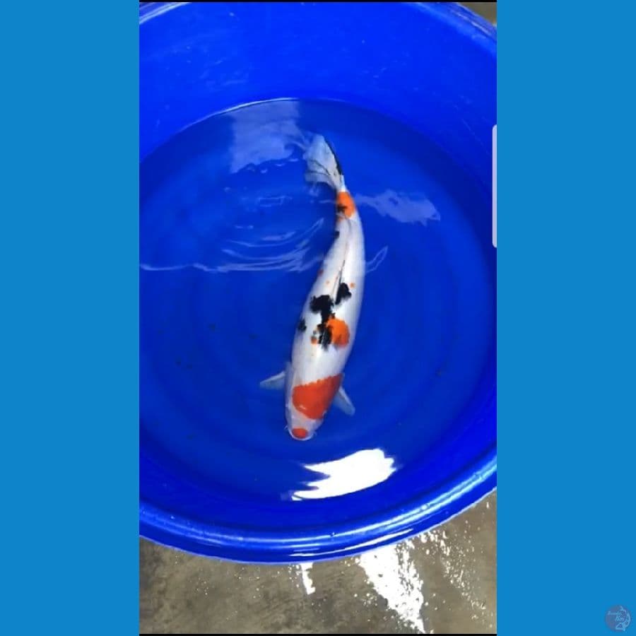 f1 sanke female..54 cm