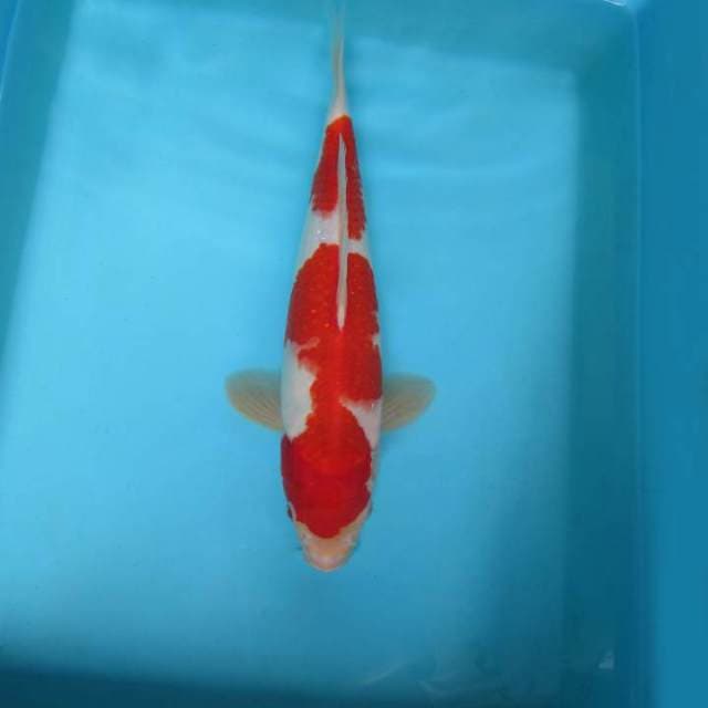 ASKABAN 6 - KOHAKU