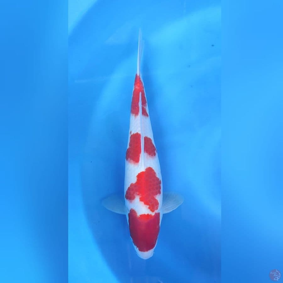 kohaku original 39cm