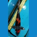 Kawari 44 cm Male