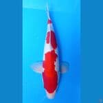 KOHAKU 44CM MALE