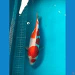 kohaku doitshu
