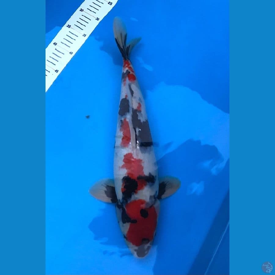 showa kindai 45cm jantan, original