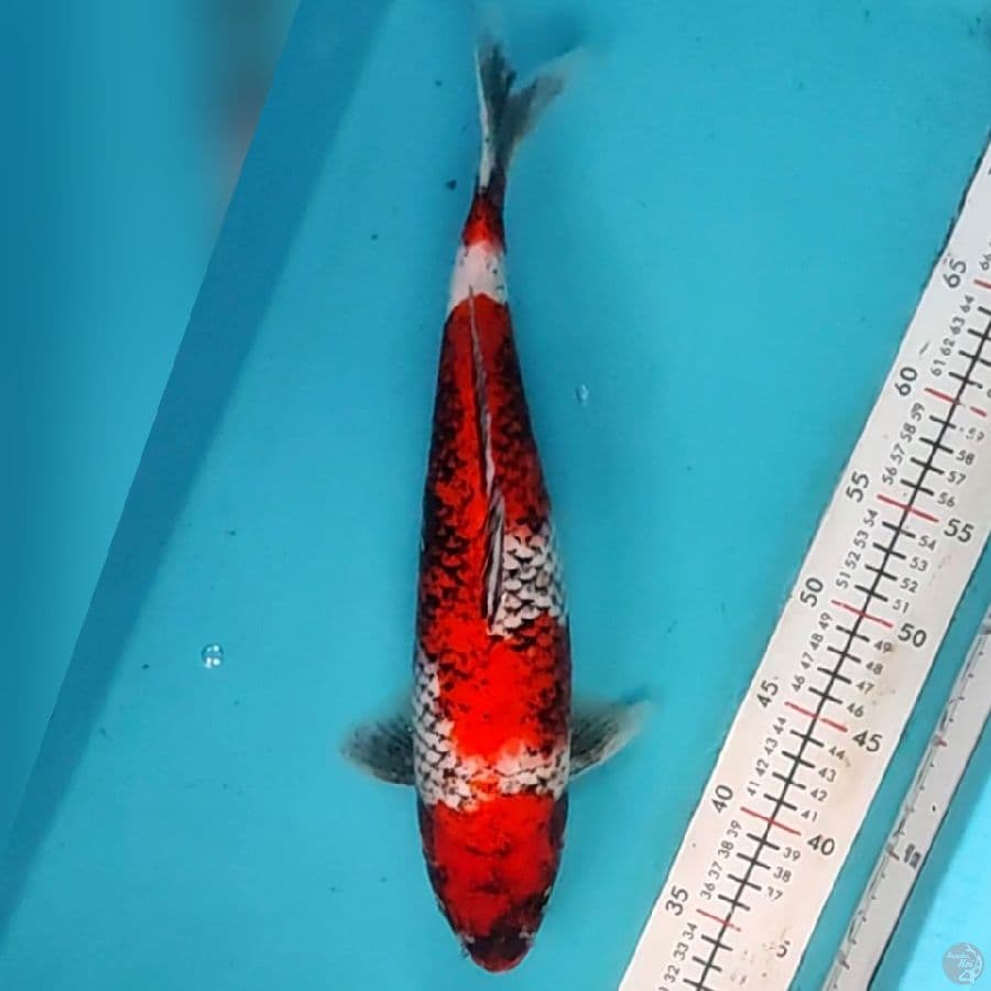 matsukawabake 38cm/f