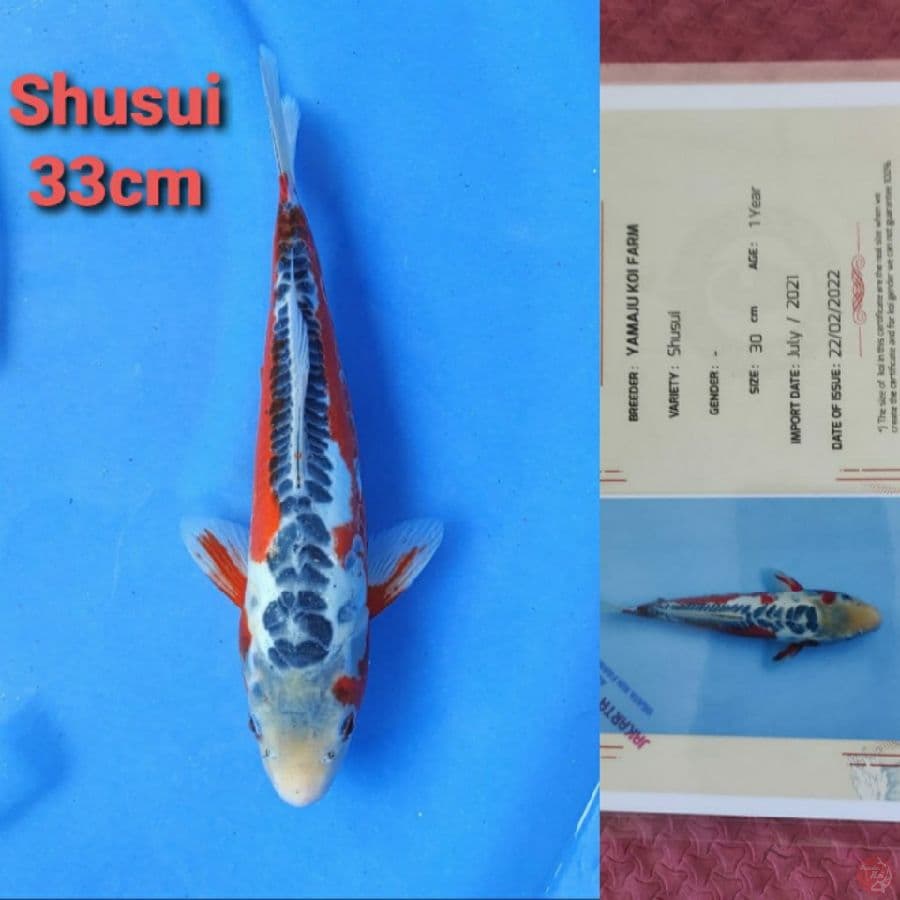 YAMAJYU SHUSUI 33CM SERTI