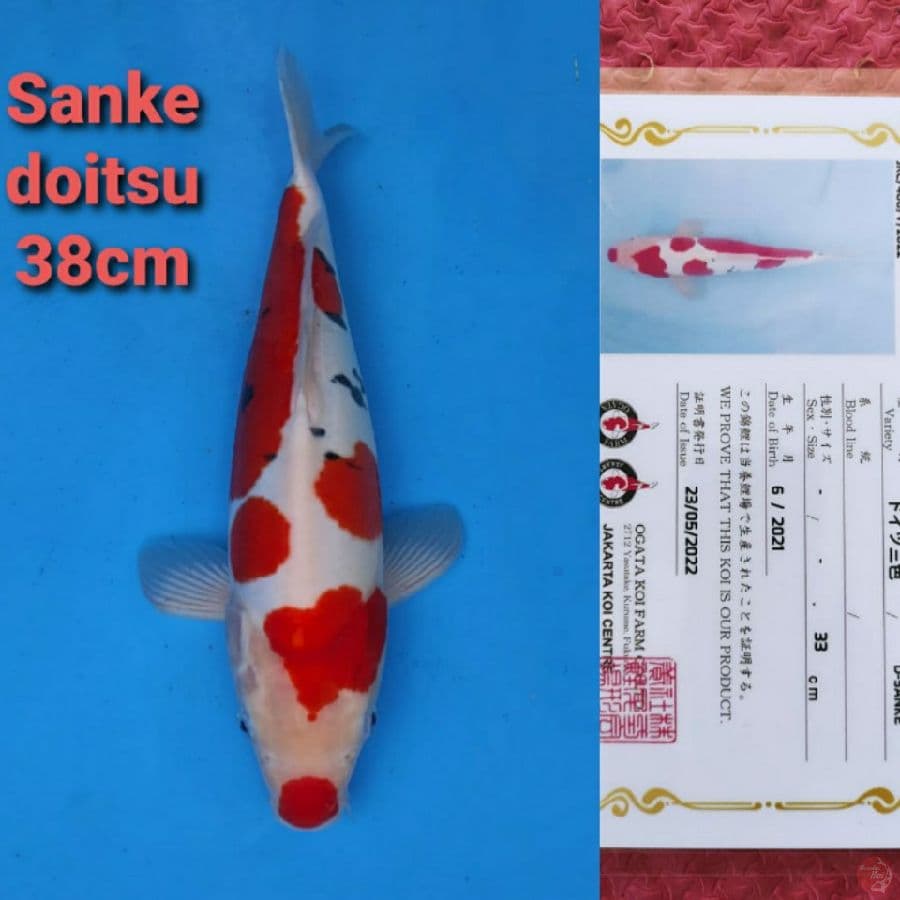 OGATA SANKE DOITSU 38CM SERTI