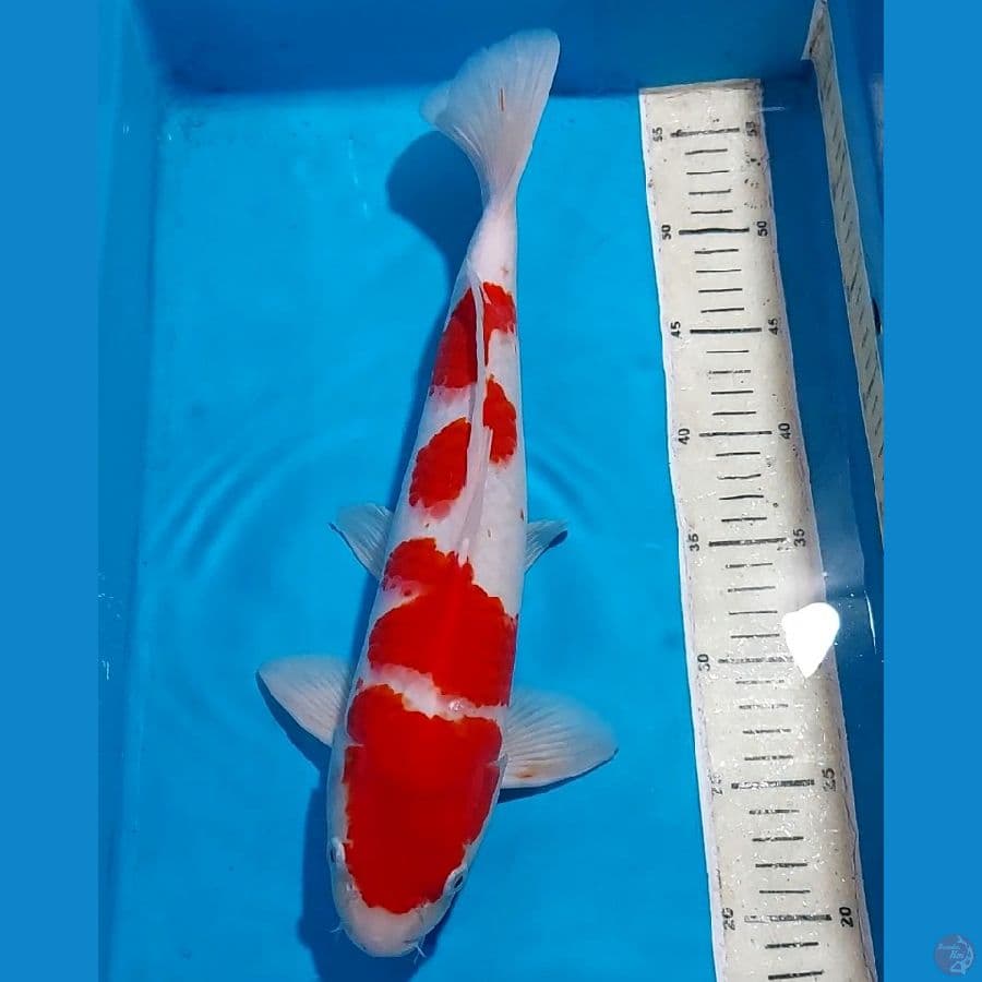 KOHAKU 38 CM