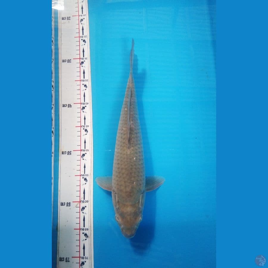 soragoi 38cm