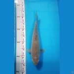 soragoi 38cm
