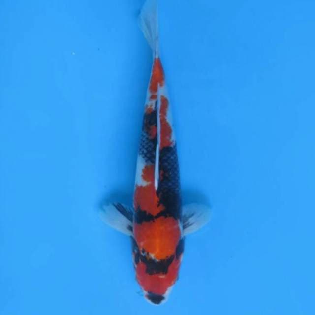 Showa sanshoku 35cm