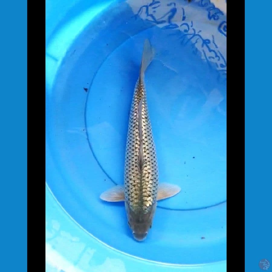 Soragoi full ginrin bulky 37 cm