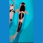 maruten budho goromo ikan diblitar