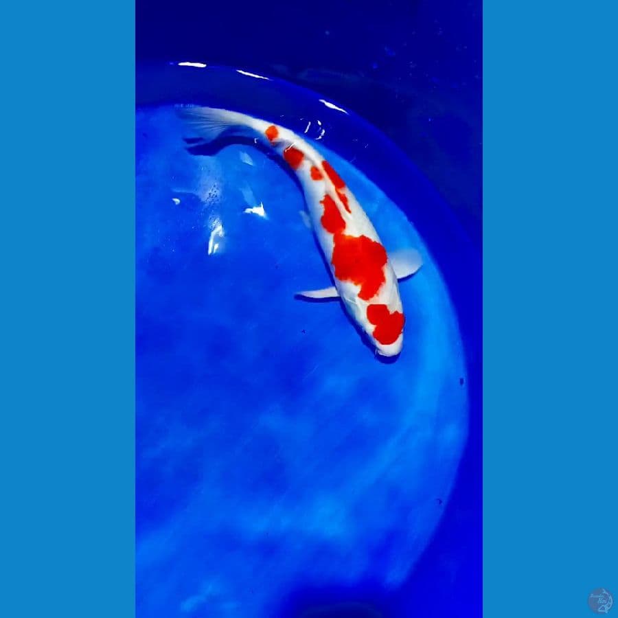 kohaku 43 cm.male 