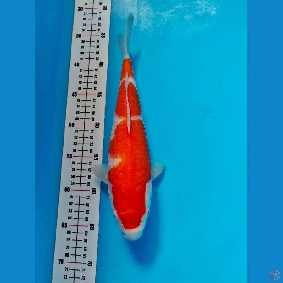 kohaku 31cm