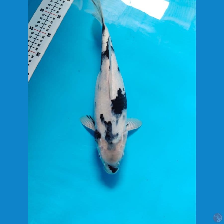 shiro 34cm