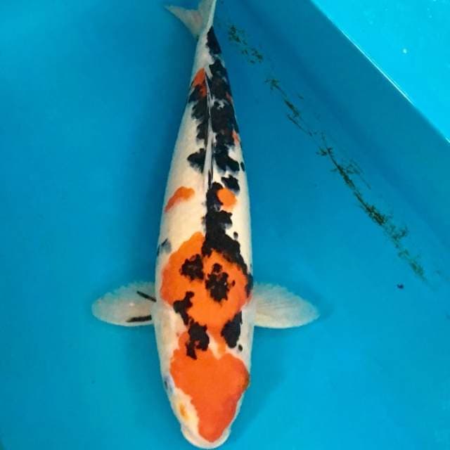 Sanke female