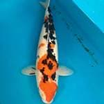 Sanke female 
