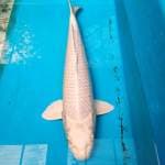 Ogata platinum serti breeder