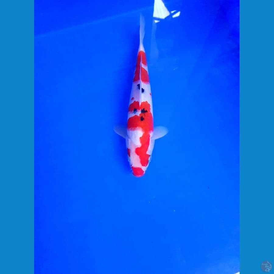 SANKE 23 CM
