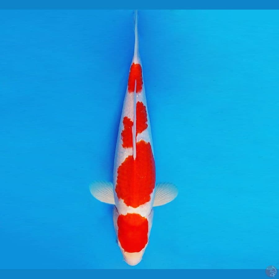 HANAMASA 2 ~ KOHAKU 33 cm/fm ™