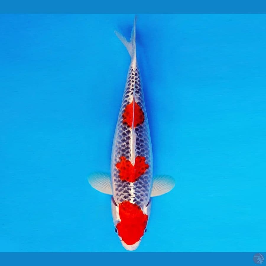 HANAMASA 4 ~ GOSHIKI 34 cm/fm ™
