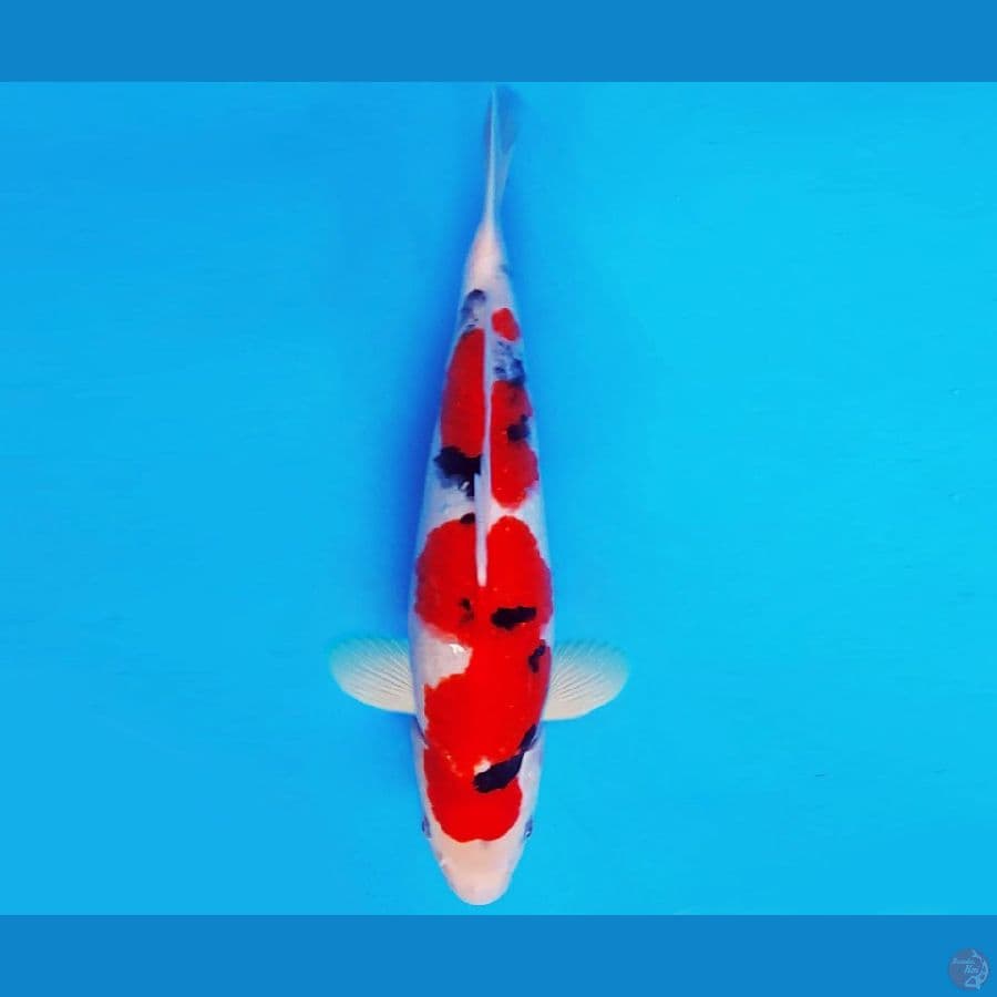 HANAMASA 6 ~ SANKE 31 cm/male ™