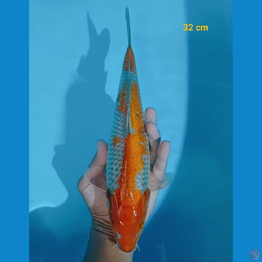 ochiba 32 cm