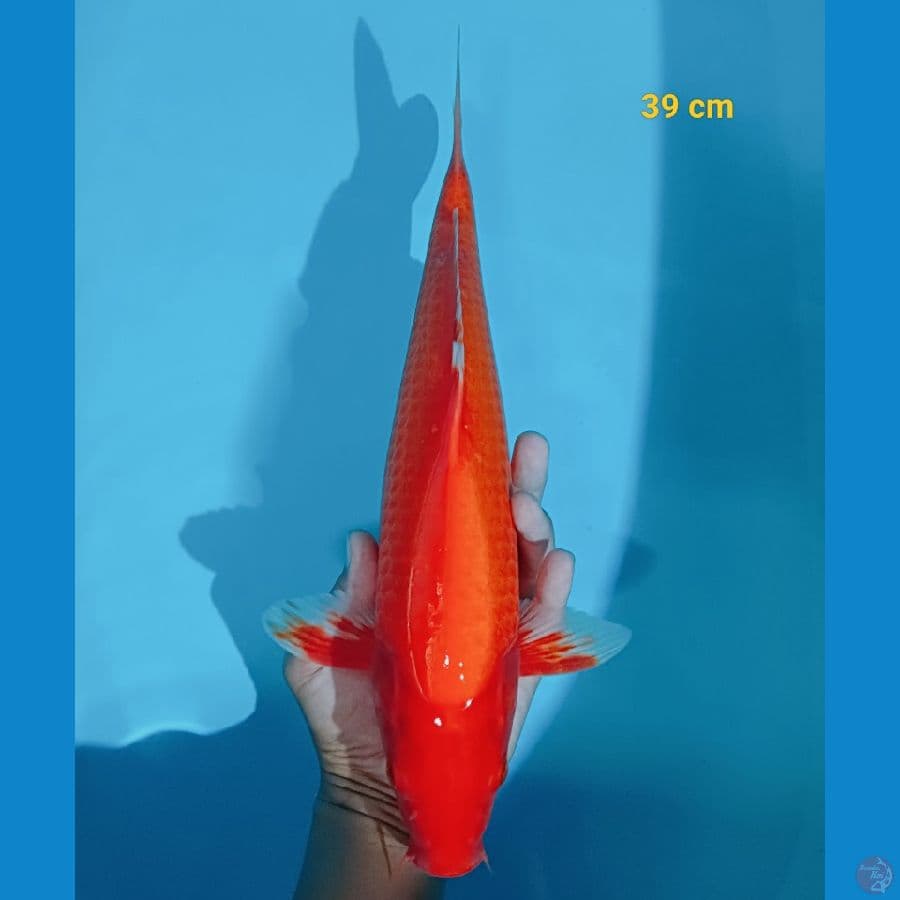 akahajiro 39 cm