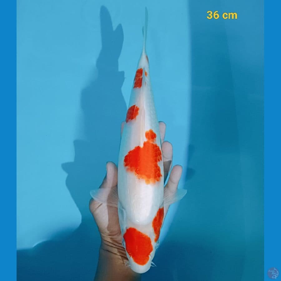 kohaku 36 cm