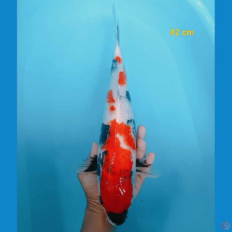Showa 42 cm
