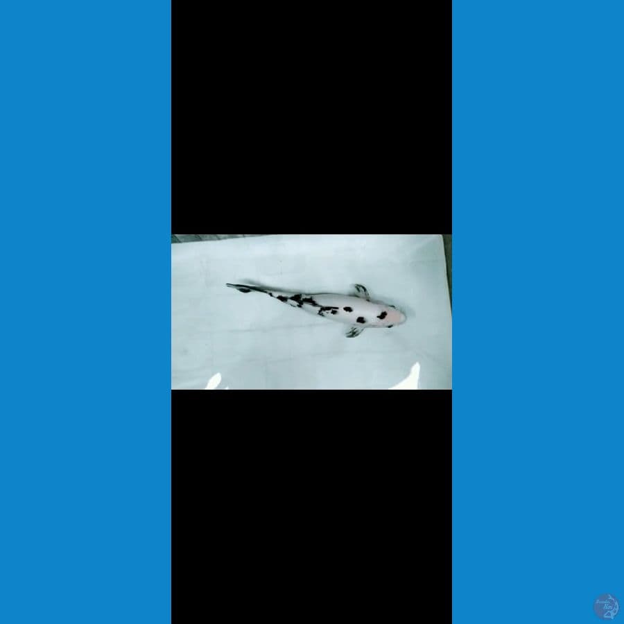 Bekko HQ Snow Skins 38cm™